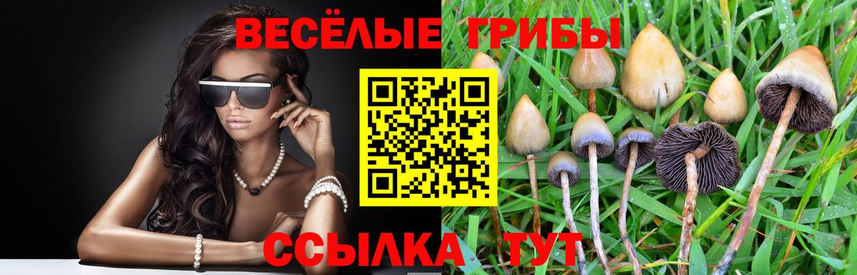 Галлюциногенные грибы MAGIC MUSHROOMS  Вход с VPN  Всеволожск  Галлюциногенные грибы Psilocybine cubensis 